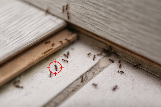 Best Flea Control Services  in Tremonton, UT