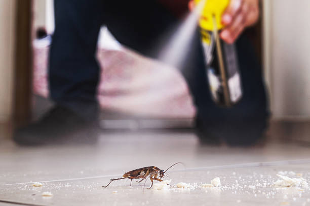 Best Affordable Pest Control Services  in Tremonton, UT